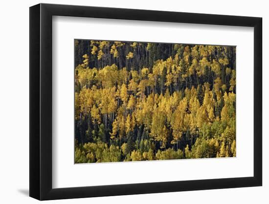 Yellow and Orange Aspens Among Evergreens in the Fall-James Hager-Framed Photographic Print