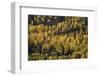 Yellow and Orange Aspens Among Evergreens in the Fall-James Hager-Framed Photographic Print