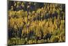 Yellow and Orange Aspens Among Evergreens in the Fall-James Hager-Mounted Photographic Print