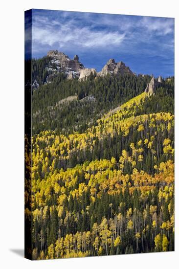 Yellow and Orange Aspens with Evergreens in the Fall-James Hager-Stretched Canvas