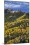 Yellow and Orange Aspens with Evergreens in the Fall-James Hager-Mounted Photographic Print