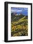 Yellow and Orange Aspens with Evergreens in the Fall-James Hager-Framed Photographic Print