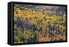 Yellow and Orange Hillside of Aspen in the Fall, Uncompahgre National Forest, Colorado, Usa-James Hager-Framed Stretched Canvas