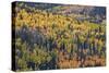 Yellow and Orange Hillside of Aspen in the Fall, Uncompahgre National Forest, Colorado, Usa-James Hager-Stretched Canvas