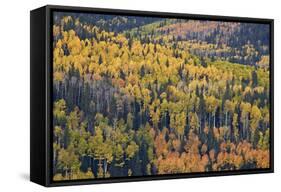 Yellow and Orange Hillside of Aspen in the Fall, Uncompahgre National Forest, Colorado, Usa-James Hager-Framed Stretched Canvas