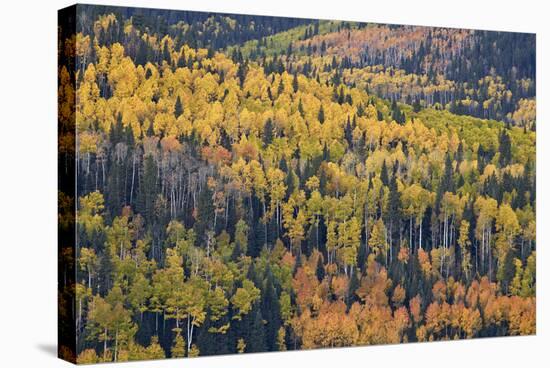 Yellow and Orange Hillside of Aspen in the Fall, Uncompahgre National Forest, Colorado, Usa-James Hager-Stretched Canvas