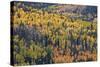 Yellow and Orange Hillside of Aspen in the Fall, Uncompahgre National Forest, Colorado, Usa-James Hager-Stretched Canvas