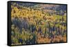 Yellow and Orange Hillside of Aspen in the Fall, Uncompahgre National Forest, Colorado, Usa-James Hager-Framed Stretched Canvas