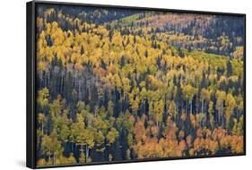 Yellow and Orange Hillside of Aspen in the Fall, Uncompahgre National Forest, Colorado, Usa-James Hager-Framed Photographic Print