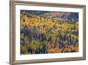 Yellow and Orange Hillside of Aspen in the Fall, Uncompahgre National Forest, Colorado, Usa-James Hager-Framed Photographic Print