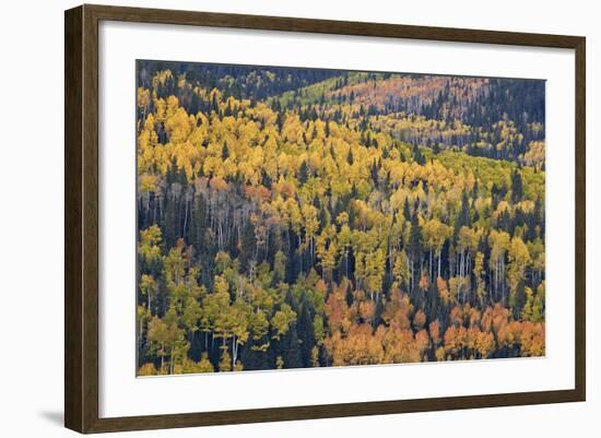 Yellow and Orange Hillside of Aspen in the Fall, Uncompahgre National Forest, Colorado, Usa-James Hager-Framed Photographic Print