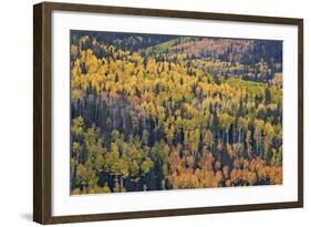 Yellow and Orange Hillside of Aspen in the Fall, Uncompahgre National Forest, Colorado, Usa-James Hager-Framed Photographic Print