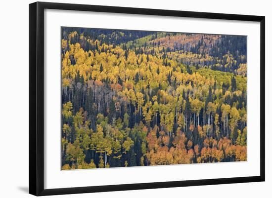 Yellow and Orange Hillside of Aspen in the Fall, Uncompahgre National Forest, Colorado, Usa-James Hager-Framed Photographic Print