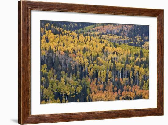 Yellow and Orange Hillside of Aspen in the Fall, Uncompahgre National Forest, Colorado, Usa-James Hager-Framed Photographic Print