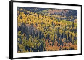 Yellow and Orange Hillside of Aspen in the Fall, Uncompahgre National Forest, Colorado, Usa-James Hager-Framed Photographic Print