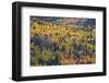 Yellow and Orange Hillside of Aspen in the Fall, Uncompahgre National Forest, Colorado, Usa-James Hager-Framed Photographic Print