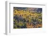 Yellow and Orange Hillside of Aspen in the Fall, Uncompahgre National Forest, Colorado, Usa-James Hager-Framed Photographic Print