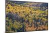 Yellow and Orange Hillside of Aspen in the Fall, Uncompahgre National Forest, Colorado, Usa-James Hager-Mounted Photographic Print