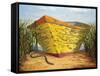 Yellow and Orange Rowboat-Karl Soderlund-Framed Stretched Canvas