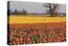 Yellow and Orange Tulips I-Dana Styber-Stretched Canvas