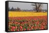 Yellow and Orange Tulips I-Dana Styber-Framed Stretched Canvas