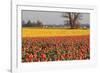 Yellow and Orange Tulips I-Dana Styber-Framed Photographic Print