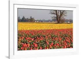 Yellow and Orange Tulips I-Dana Styber-Framed Photographic Print