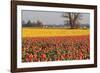 Yellow and Orange Tulips I-Dana Styber-Framed Photographic Print