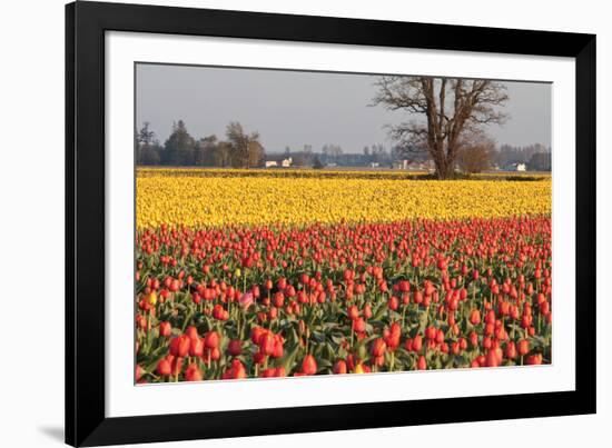 Yellow and Orange Tulips I-Dana Styber-Framed Photographic Print