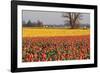 Yellow and Orange Tulips I-Dana Styber-Framed Photographic Print