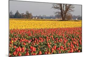 Yellow and Orange Tulips I-Dana Styber-Mounted Photographic Print