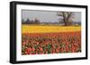 Yellow and Orange Tulips I-Dana Styber-Framed Photographic Print