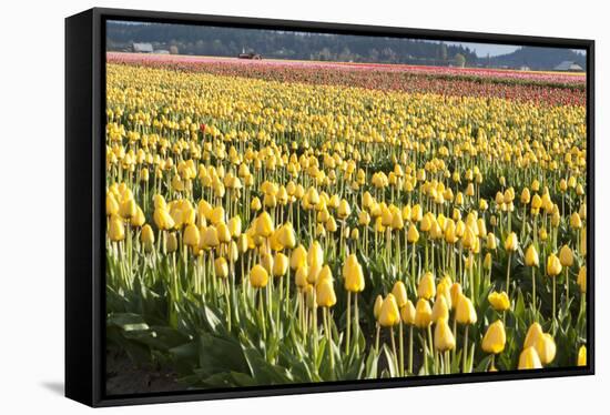 Yellow and Orange Tulips II-Dana Styber-Framed Stretched Canvas