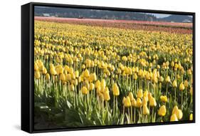 Yellow and Orange Tulips II-Dana Styber-Framed Stretched Canvas