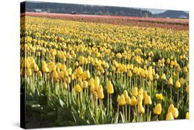 Yellow and Orange Tulips II-Dana Styber-Stretched Canvas