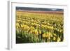 Yellow and Orange Tulips II-Dana Styber-Framed Photographic Print