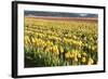 Yellow and Orange Tulips II-Dana Styber-Framed Photographic Print