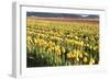 Yellow and Orange Tulips II-Dana Styber-Framed Photographic Print