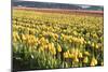 Yellow and Orange Tulips II-Dana Styber-Mounted Photographic Print