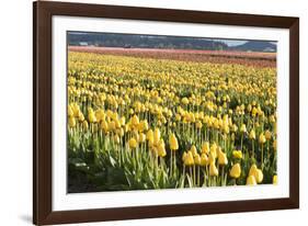 Yellow and Orange Tulips II-Dana Styber-Framed Photographic Print