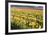 Yellow and Orange Tulips II-Dana Styber-Framed Photographic Print