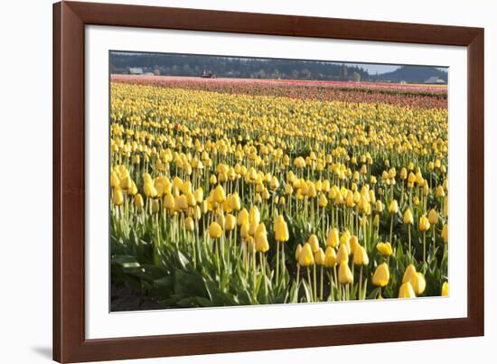 Yellow and Orange Tulips II-Dana Styber-Framed Photographic Print