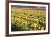 Yellow and Orange Tulips II-Dana Styber-Framed Photographic Print