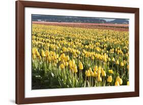 Yellow and Orange Tulips II-Dana Styber-Framed Photographic Print