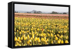 Yellow and Orange Tulips III-Dana Styber-Framed Stretched Canvas