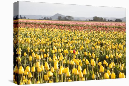 Yellow and Orange Tulips III-Dana Styber-Stretched Canvas