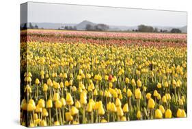 Yellow and Orange Tulips III-Dana Styber-Stretched Canvas