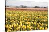 Yellow and Orange Tulips III-Dana Styber-Stretched Canvas