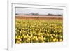 Yellow and Orange Tulips III-Dana Styber-Framed Photographic Print