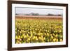 Yellow and Orange Tulips III-Dana Styber-Framed Photographic Print